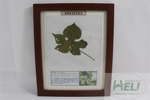 花卉病害原色教學標本-牽?；ò卒P病