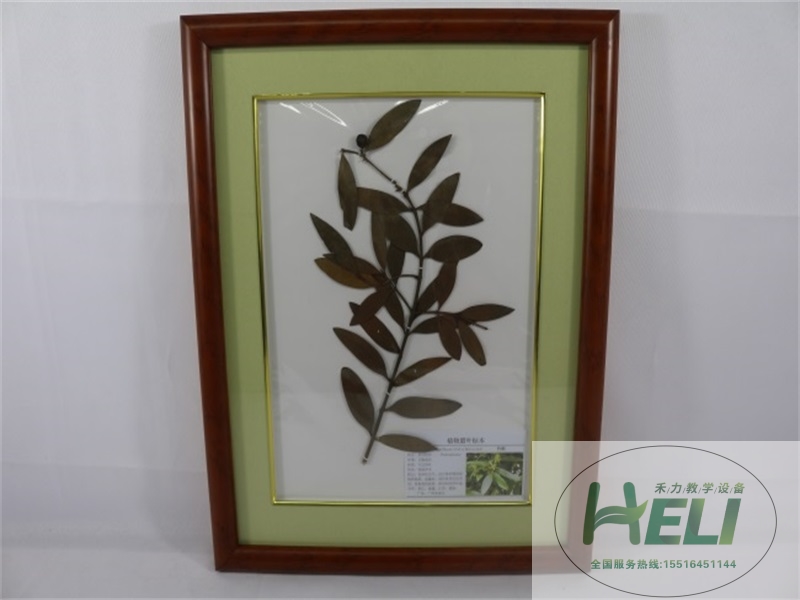 植物臘葉標(biāo)本-竹柏