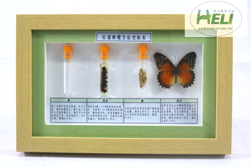 蝴蝶生活史標本--紅鋸?fù)惖?>
											</div>
											<p>蝴蝶生活史標本--紅鋸?fù)惖?/p>
										</a>
									</li>
								</div><div   id=