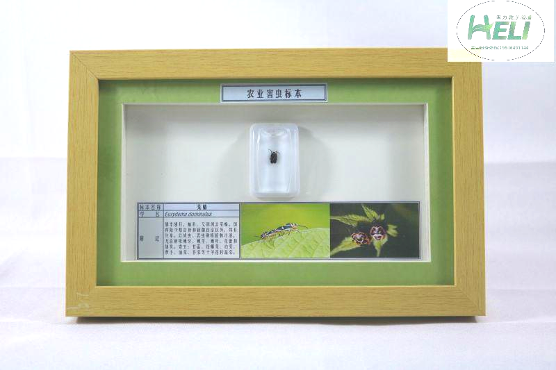 農業害蟲標本--菜蝽