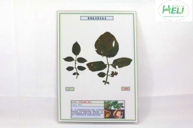 植物病害覆膜標本--馬鈴薯環腐病